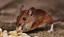 24 Hour & Emergency Exterminators in Carlock, SD